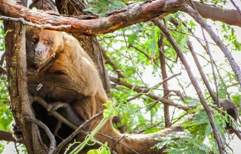 A curious wild howler monkey observes its surroundings from high in a tropi.. Stock Photos