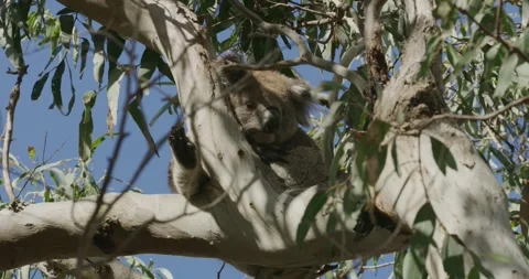 Curious Wild Koala in Tree Canopy, Display of Foot Stock Footage 316733477