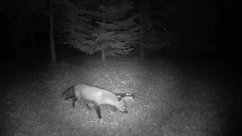 Curious wild red fox examines an object on the grass Stock Footage 346976583