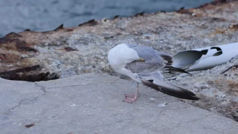 Curious wild seagull preening its feathers on a concrete pier Stock Footage 340450986