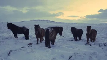 Curious Winter Horses Stock Footage 85484870