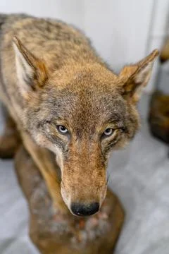 Curious wolf standing majestically on a rock in a nature exhibit Foto stock