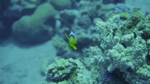 Curious yellow and white fish swimming over coral Stock Footage 241086641