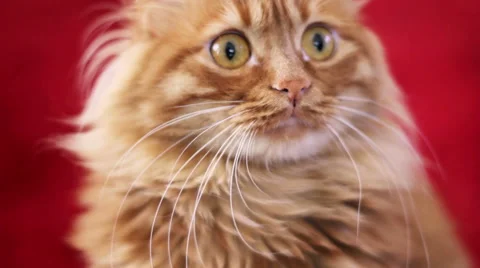 Curious Yellow Cat - Closeup Face Video stock 50186671
