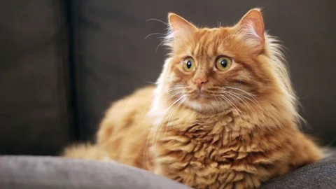 Curious yellow cat looking left side of camera 스톡 동영상 74388983