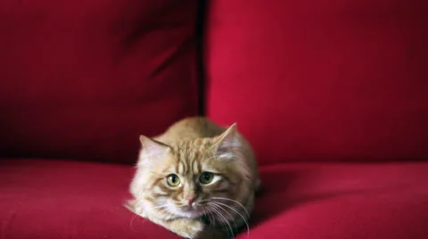 Curious Yellow Cat Prepare to Play a Game Video stock 35520370