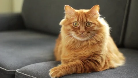 Curious Yellow Cat Staring At Something and Yawning Video stock 96248541