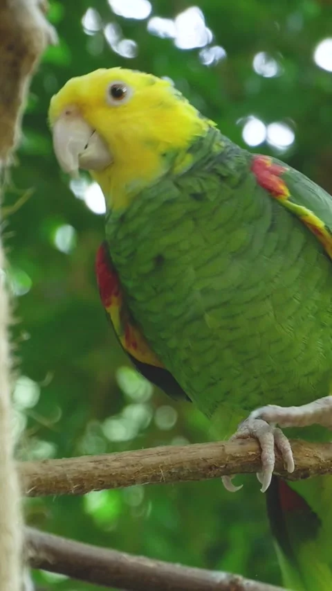 Curious yellow-headed amazon parrot perching on branch Stock Footage 327110939