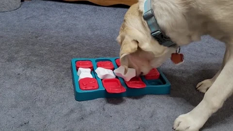 Curious Yellow Lab Dog Finding Treats In Interactive Pet Puzzle Toy Treat Game Stock-Footage 338203318