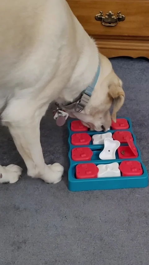 Curious Yellow Lab Dog Learning Puzzle Treat Toy Interactive Pet Enrichment Game Stock-Footage 338203326