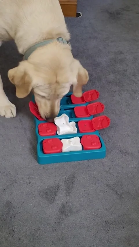 Curious Yellow Lab Dog Working Puzzle Treat Toy Interactive Pet Enrichment Game Stock-Footage 338203327