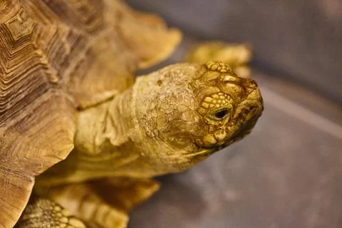 Curious yellow turtle with brown shell Stock Photos