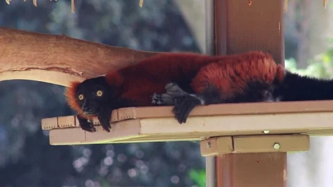 Curious Yet Sleepy Red Ruffed Lemur Stock Footage 79702901