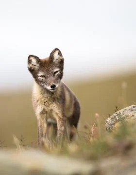 Curious young arctic fox looking into camera Svalbard Stock Photos