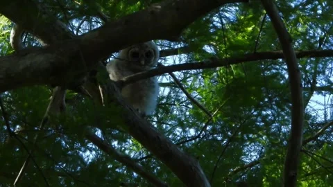 A curious young barred owl watching the watchers Stock-Footage 342085370