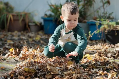Curious young boy playing with fallen leaves in the backyard on a warm autumn Stock Photos