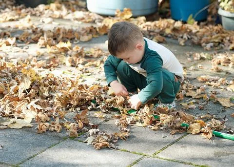 Curious young boy playing with fallen leaves in the backyard on a warm autumn Stock Photos