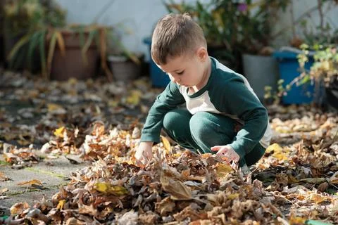 Curious young boy playing with fallen leaves in the backyard on a warm autumn Stock Photos