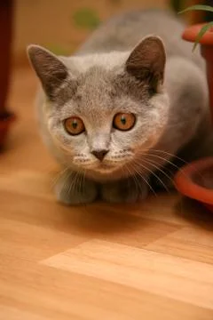 Curious young british kitten looking to play Stock Photos