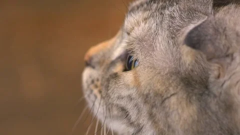 Curious young brown Scottish fold cat looking at something, close-up Stock Footage 75335635