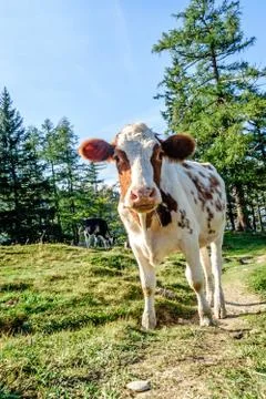 Curious young calf Stock Photos