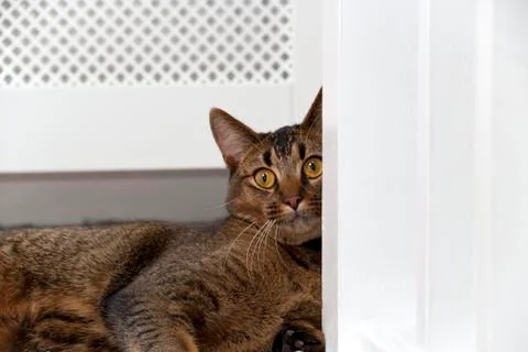Curious young cat Foto stock