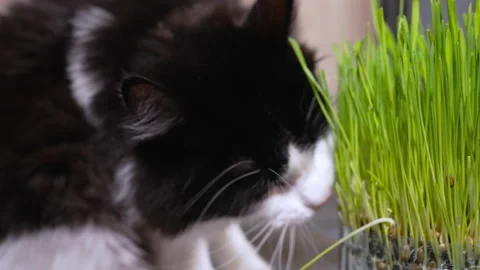 Curious young cat testing a fresh green plant by licking it Stock Footage 162480639
