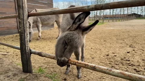 Curious Young Donkey Stock Footage 313657368