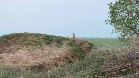 Curious young foxes are looking into the camera, watching. Standing on a hill in Stock Footage 201456194