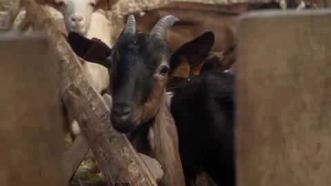 A curious young goat peeks through a fence, wide-eyed with cattle ear tags. Video stock 281352435