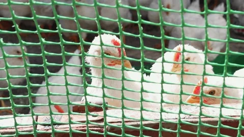 Curious young hens look through the cage. Close-up of a cockerel. Stock Footage 192824986