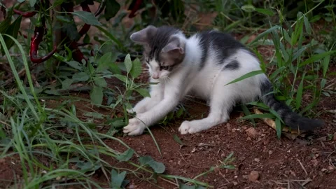 Curious Young Kitten Exploring Vegetable Garden Stock-Footage 342809499