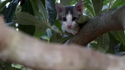 Curious Young Kitten Perched on Loquat Tree Branch Stock Footage 342809437