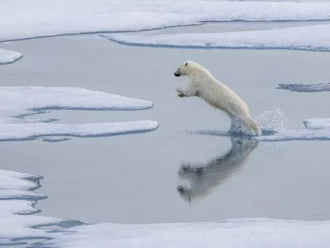 A curious young male polar bear (Ursus maritimus) leaping on the sea ice near Stock Photos