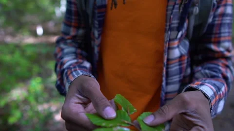 Curious Young Man Looks Carefully at Plant Life in Forest Stock Footage 142017331