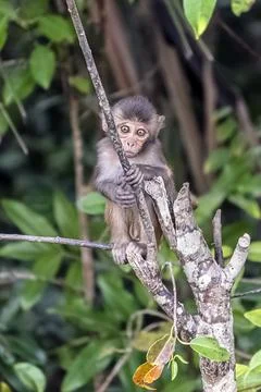 Curious young monkey explores branches in a lush forest habitat. Stock Photos