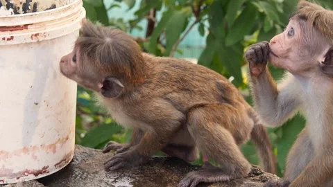 Curious, young monkeys are trying to get to the contents of the plastic bucket Stock Footage 153043561