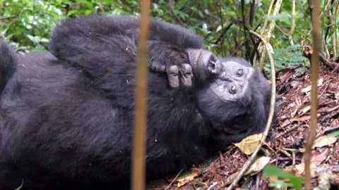 Curious young mountain gorilla resting in the wild jungle Vídeo Stock 332936726