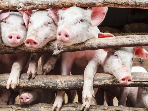 Curious young pigs in a stable Stock Photos