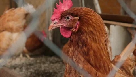 Curious young red hen looking at camera turning the head close-up. Stock Footage 282023475