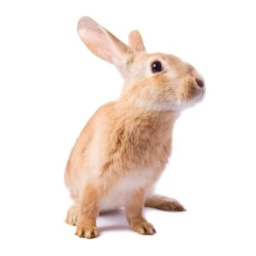 Curious young red rabbit isolated on white background Stock Photos