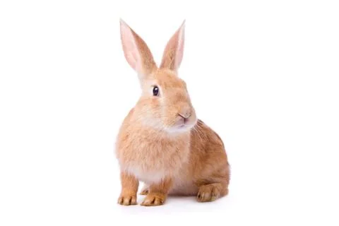 Curious young red rabbit isolated on white background Stock Photos