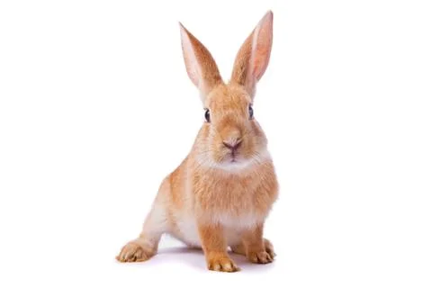 Curious young red rabbit isolated on white background Stock Photos
