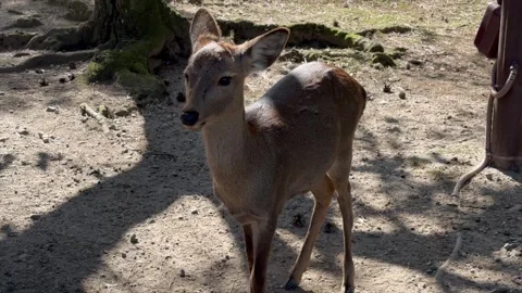 Curious young sika deer steps into frame in Nara Park on bright forest ground Stock Footage 323928434