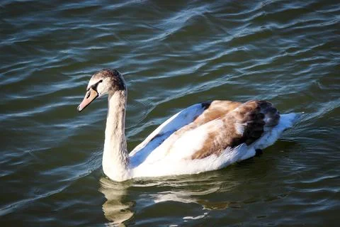 Curious Young Swan Stock Photos