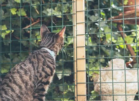 Curious young tabby cat lookign through fence in garden. Back view. Stock Photos