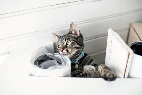 Curious young tabby cat lying in messy loft. Low angle view. Stock Photos