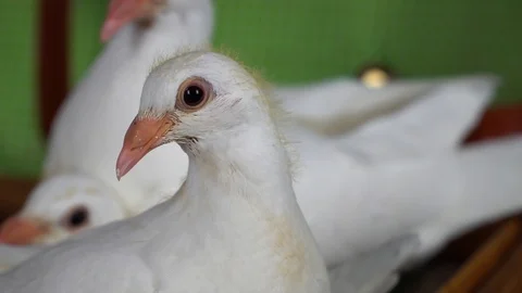A curious young white dove Video stock 105119447