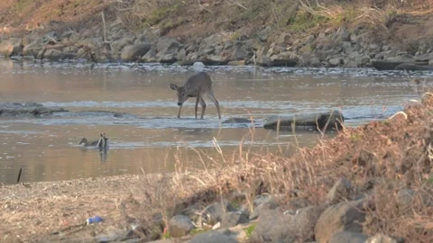Curious Young Whitetail Deer Crossing Stream Stock Footage 265484277