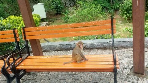 Curious young wild monkey sitting calmly on wooden park bench Stock Photos